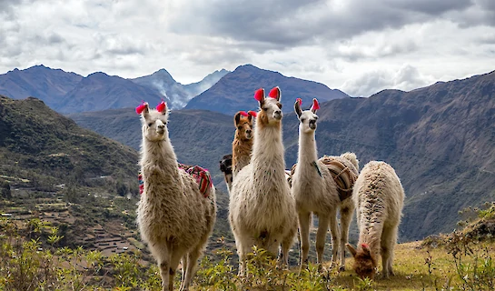 Lares Trek and Machu Picchu Trek